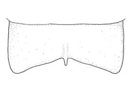   Anthidium cochimi  male, diagram showing dorsal view of seventh tergum (T7), diagram by Victor Gonzalez (Gonzalez and Griswold 2013) 

